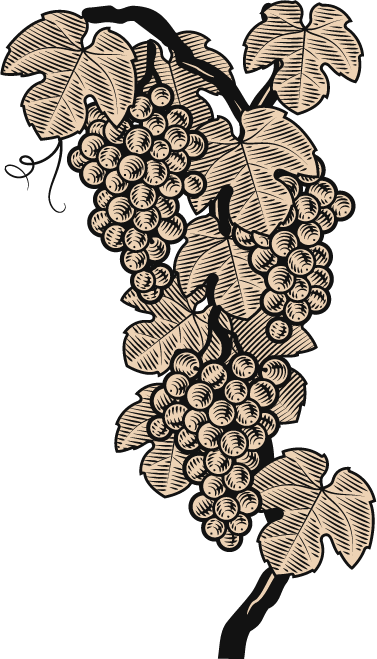 Branchedevigne
