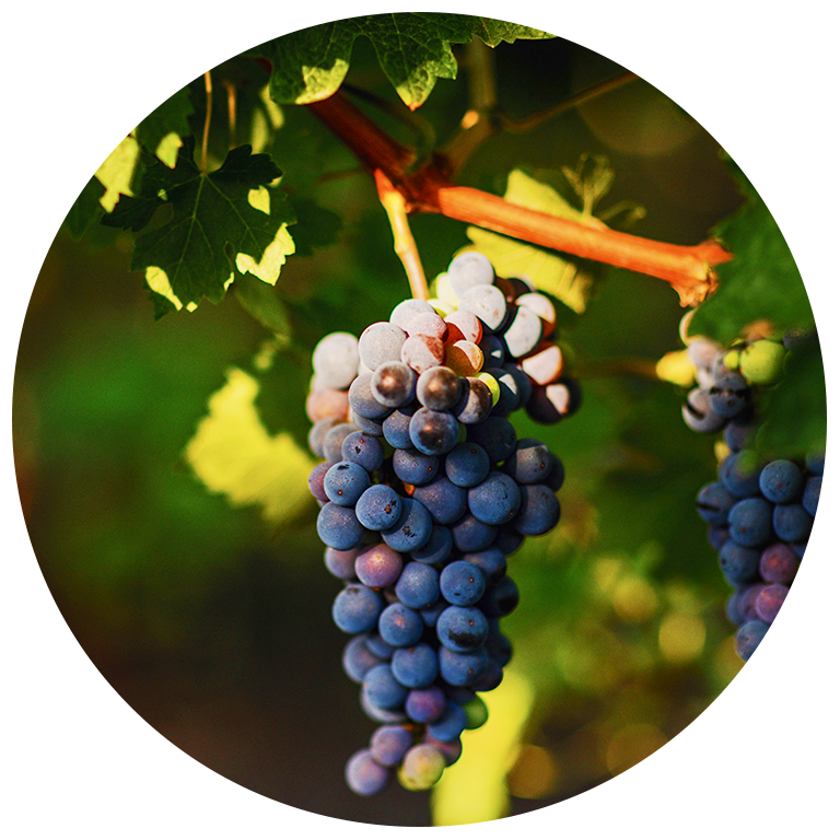 Vigne Cavbiste Antony