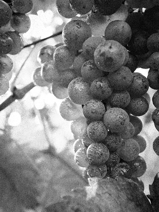Raisinvigne Caveavinantony